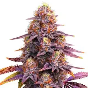 Mimosa F1: Hybridní odrůda konopí s trichomy a oranžovými pestíky.