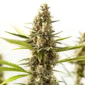 Nikki & Swami's Taängie: Hybridní odrůda konopí s hustým květem a bohatými trichomy.