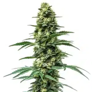 Northern Lights #10 x Amnesia Haze: Hybridní odrůda konopí s hustým květem a bohatými trichomy.
