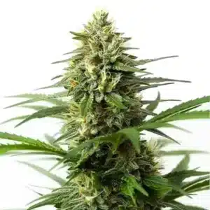 Northern Lights x Big Bud Auto: Samonakvétací hybridní odrůda konopí s hustým květem a bohatými trichomy.