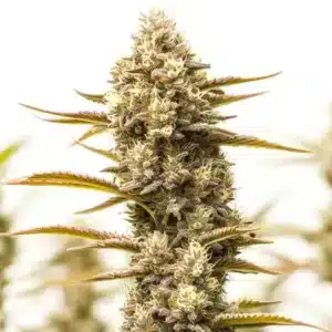 Northern Lights x Blueberry Auto: Samonakvétací hybridní odrůda konopí s hustým květem a bohatými trichomy.