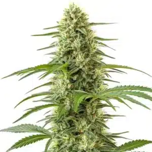 Northern Lights x Skunk: Hustý pryskyřičnatý květ konopí s kompaktní palicí.