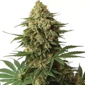 OG 18 Kush Extrakce Konopí: Hustý pryskyřičnatý květ konopí pro extrakci.