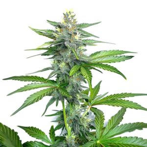 OG Kush Fast Version: Hustý pryskyřičnatý květ konopí s rychlým kvetením.