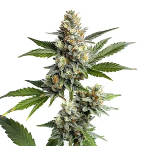 OG Kush Regular: Hustý pryskyřičnatý květ konopí s kompaktní strukturou.