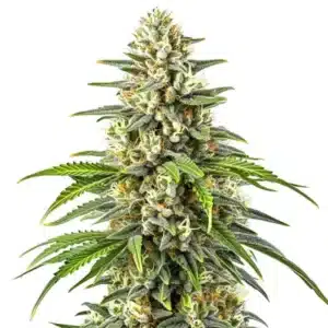 Orange Kush: hustý pryskyřičnatý květ konopí s kompaktní centrální palicí.