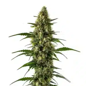 Orange x Skunk: Hustý pryskyřičnatý květ konopí s dlouhou centrální palicí.