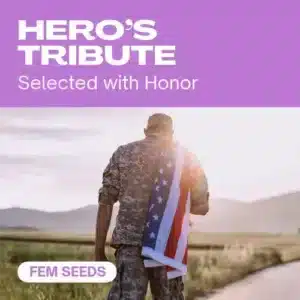 Hero’s Tribute: Feminizovaných semen konopí.