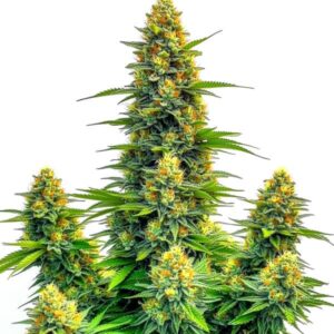 Pineapple Auto: Samonakvétací květ konopí s hustými palicemi a bohatou vrstvou trichomů.