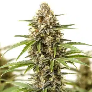 Pineapple Haze: Dlouhý pryskyřičný květ konopí s hustými palicemi a světle zelenými listy.
