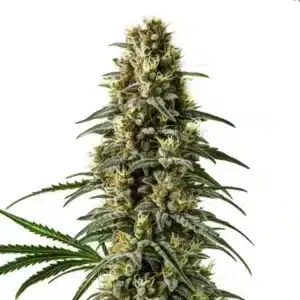Pineapple Skunk Regular: Hustý květ regulérní odrůdy konopí s bohatou vrstvou pryskyřice.