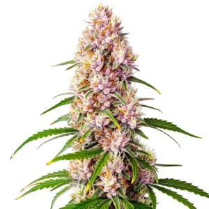 Pink Plant: kompaktní konopí s hustými trichomy.