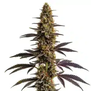 Platinum Cookies: Hustý květ konopí s fialovými listy a bohatou vrstvou trichomů.
