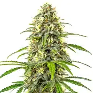 Pure Haze: Hustý květ konopí se zelenými listy a bohatou vrstvou trichomů.