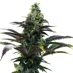 Purple Gelato Auto: Samonakvétací květ konopí a hustými trichomy.