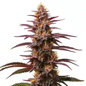 Purple Kush Auto: Hustý fialový květ samonakvétací odrůdy s bohatými trichomy.