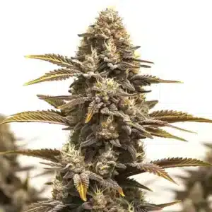 Purple Kush x Mazar: Hustý květ konopí s bohatou vrstvou trichomů.