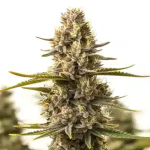 Purple Kush x White Russian: Hustý květ konopí s bohatou pryskyřicí a kompaktní strukturou.