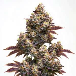 Purple Punch Auto: Samonakvétací konopí s hustými fialovými květy a bohatými trichomy.
