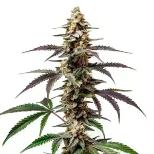 Purple Punch F1: Hustý květ konopí F1 a bohatými trichomy.