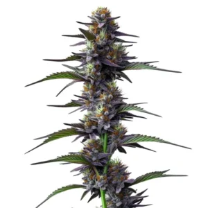 Purple Thai: Hustý fialový květ konopí s bohatými trichomy.