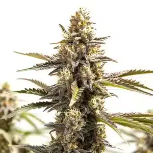 RS11 x Apple Fritter: Hustý květ konopí s bohatými trichomy a kompaktní strukturou.