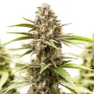 RS11 x Galactic Cookies: Hustý květ konopí s bohatou vrstvou pryskyřice a fialovými odstíny.
