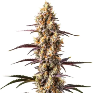 Rainbow Kush: Pryskyřičnatý květ konopí s fialovými listy a hustými trichomy.