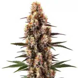 Rainbow Kush Auto: Samonakvétací květ konopí s hustými trichomy.