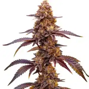 Red Skunk Kush: Pryskyřičnatý květ konopí s fialovými listy a hustými trichomy.