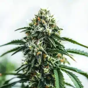 Scrambler Haze rostlina konopí s dlouhou pryskyřičnou palicí, bohatými trichomy a úzkými sativa listy.