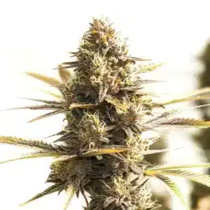 Shiskaberry Cookies: Hustý květ konopí s bohatou vrstvou pryskyřice.