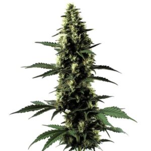 Silver Surfer Haze rostlina konopí s dlouhou hlavní palicí, hustými pryskyřičnými květy a úzkými sativa listy.