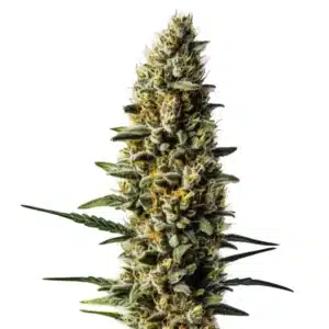 Skunk #1 Auto: Hustý květ samonakvétacího konopí s bohatou vrstvou pryskyřice.