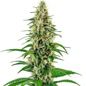 Skunk Diesel: Hustý květ konopí s bohatou vrstvou pryskyřice.