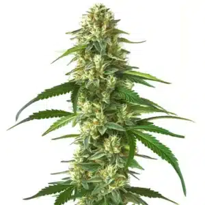 Skunk Kush: Hustý květ konopí s bohatou vrstvou pryskyřice.