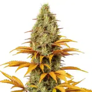 Skunk x Northern Lights: Hustý květ konopí s bohatou vrstvou pryskyřice.