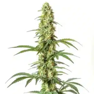 Skywalker Ghost x Triangle Kush: Hustý hlavní květ konopí s bohatou vrstvou pryskyřice.