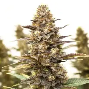 Skywalker x Girl Scout Cookies: kompaktní pryskyřičný květ konopí.