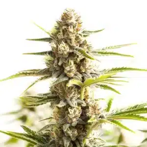 Sour Diesel Kush Regular: Hustý pryskyřičný květ regulérní odrůdy konopí.