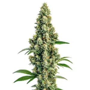 Sour Diesel Regular: Hustý pryskyřičný květ regulérní odrůdy konopí.