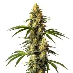 Sour Kush: Hustý pryskyřičný květ odrůdy konopí.