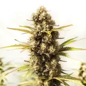 Sour Skies: Hustý pryskyřičný květ odrůdy konopí .
