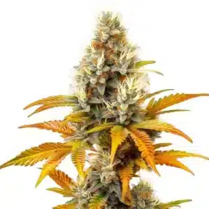 Sour Tangie: Hustý pryskyřičný květ odrůdy konopí.