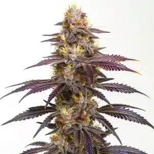 Spritzer Cannabis Extraction: pryskyřičný fialově zbarvený květ konopí určený pro extrakci.