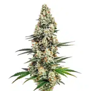 Stardawg: Hustý pryskyřičný květ odrůdy konopí se světle zelenými palicemi a oranžovými pestíky.