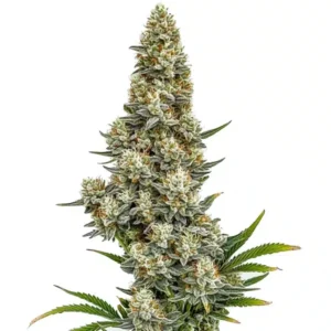 Stardawg Auto: Hustý pryskyřičný květ samonakvétací odrůdy konopí.
