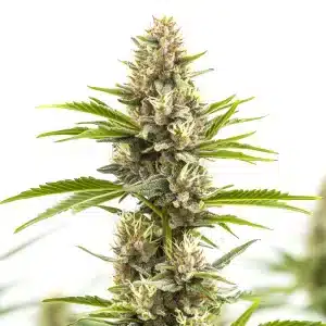 Steve’s Alien OG – odrůda konopí