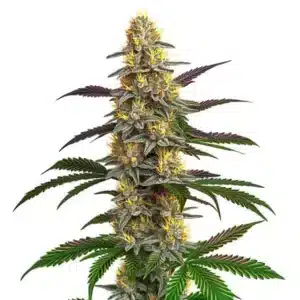 Strawberry Banana semena konopí s hustým pryskyřičným květem.