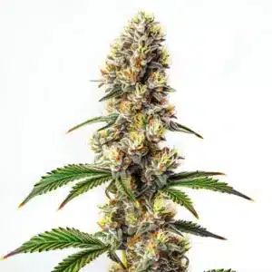 Strawberry Banana Kush Regular semena konopí s hustým pryskyřičným květem.